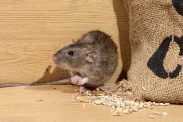 Уничтожение мышей в квартире и доме