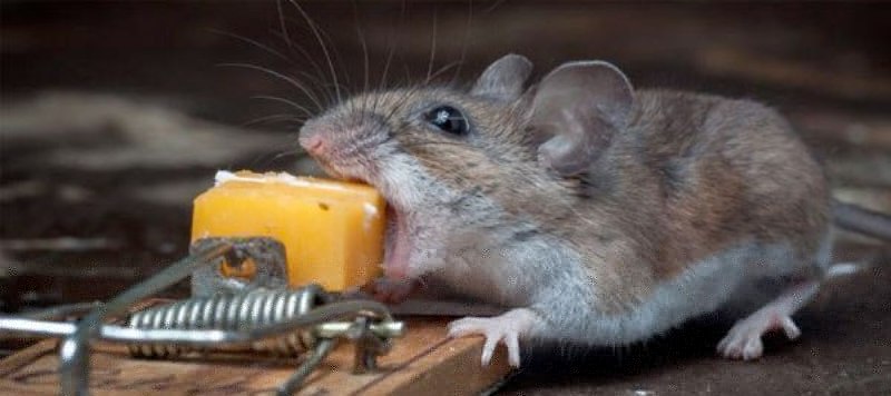 Уничтожение мышей в квартире и доме